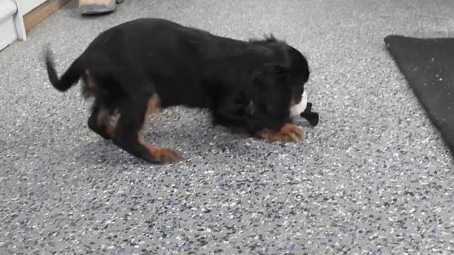 Video preview image #1 Cavalier King Charles Spaniel Puppy For Sale in CARLISLE, KY, USA