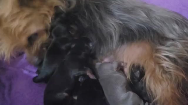 Video preview image #2 Yorkshire Terrier Puppy For Sale in AKRON, OH, USA