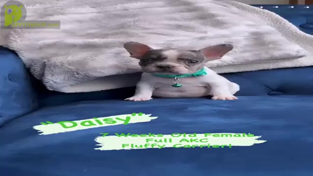 Video preview image #1 French Bulldog Puppy For Sale in SARATOGA SPRINGS, NY, USA