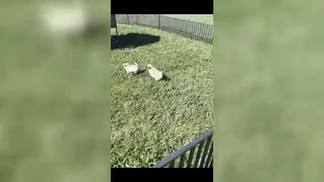 Video preview image #1 Pug Puppy For Sale in WARSAW, IN, USA