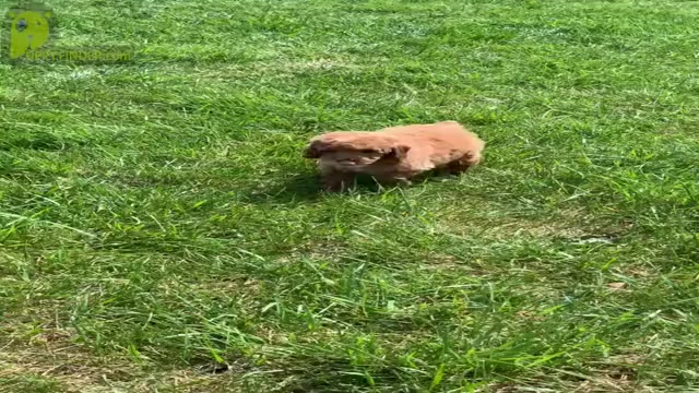 Video preview image #11 Poodle (Toy) Puppy For Sale in WARSAW, IN, USA
