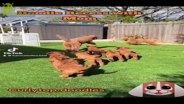 Video preview image #1 Goldendoodle Puppy For Sale in SAN DIEGO, CA, USA