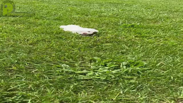 Video preview image #19 Maltese Puppy For Sale in WARSAW, IN, USA
