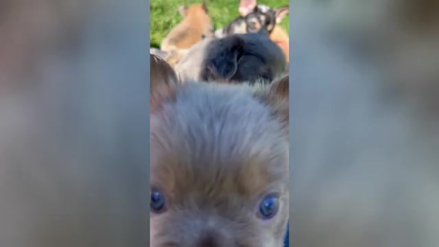 Video preview image #1 French Bulldog Puppy For Sale in GRAND JUNCTION, CO, USA