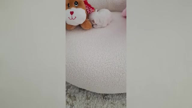 Video preview image #4 Maltese Puppy For Sale in CLERMONT, FL, USA