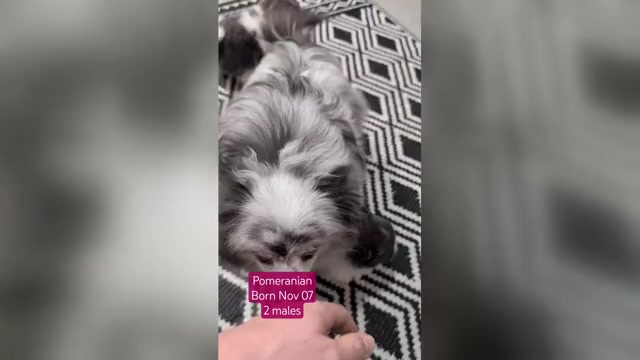 Video preview image #4 Pomeranian Puppy For Sale in GOSHEN, IN, USA