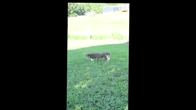 Video preview image #1 Australian Shepherd Puppy For Sale in ROCKY MOUNT, VA, USA