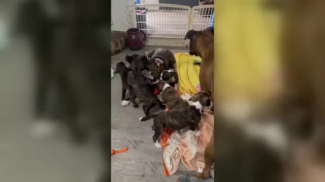 Video preview image #18 Boxer Puppy For Sale in RALEIGH, NC, USA