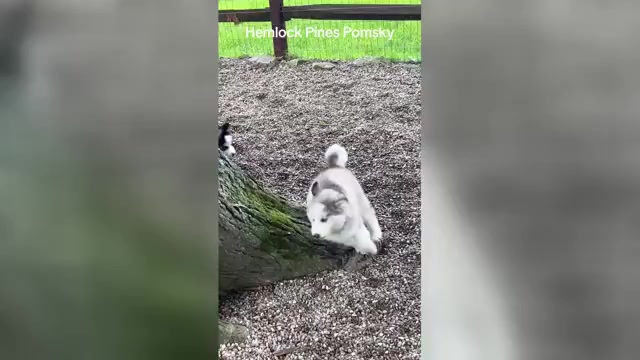 Video preview image #2 Pomsky Puppy For Sale in VENUS, PA, USA