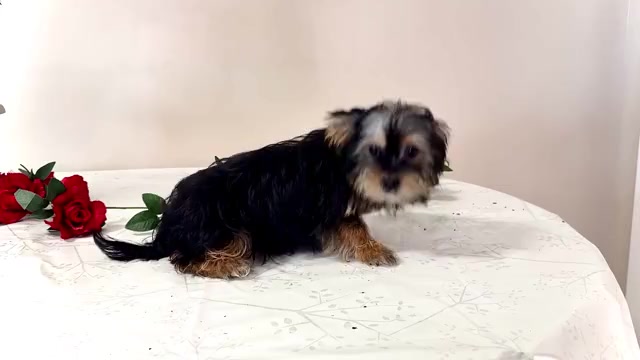 Video preview image #3 Shorkie Tzu Puppy For Sale in WAKARUSA, IN, USA