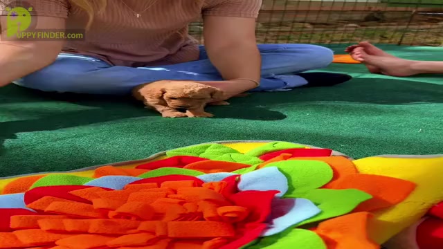 Video preview image #3 Goldendoodle (Miniature) Puppy For Sale in HALTOM CITY, TX, USA