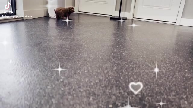 Video preview image #2 Cavapoo Puppy For Sale in WARSAW, IN, USA