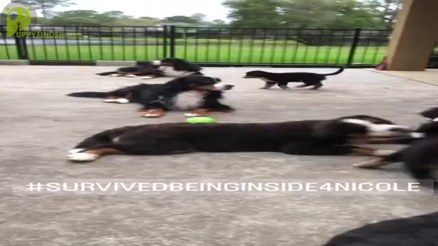 Video preview image #1 Bernese Mountain Dog Puppy For Sale in FLEMING ISLAND, FL, USA