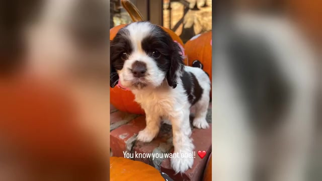 Video preview image #3 Cocker Spaniel Puppy For Sale in MONTICELLO, FL, USA