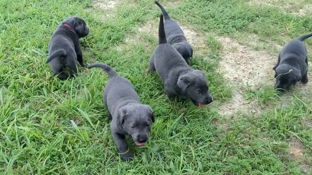 Video preview image #1 Labrador Retriever Puppy For Sale in PALMYRA, VA, USA