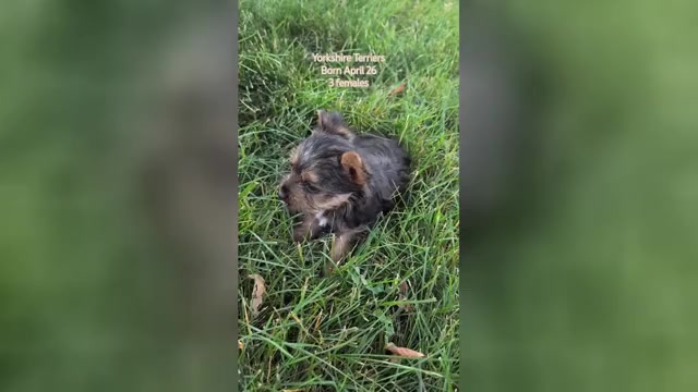 Video preview image #3  Breeder Profile in GOSHEN, IN, USA
