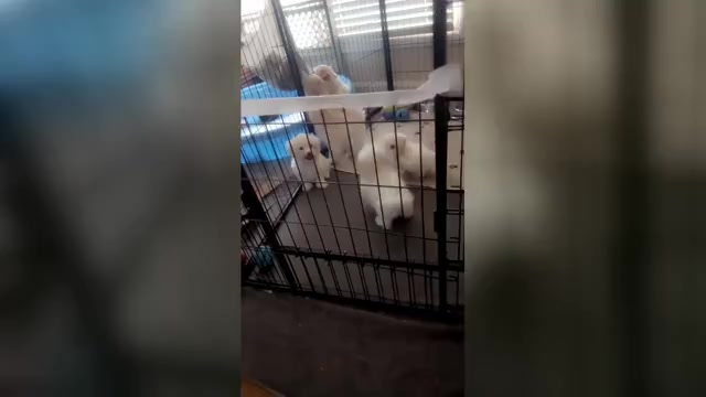 Video preview image #5 Maltipoo (Miniature) Puppy For Sale in HIGH POINT, NC, USA