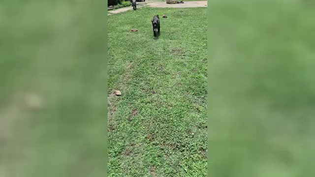 Video preview image #1 Cane Corso Puppy For Sale in GAFFNEY, SC, USA
