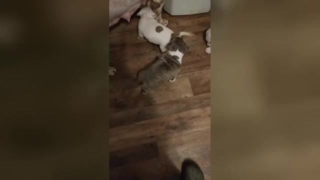 Video preview image #2 American Bully Puppy For Sale in HARRISBURG, PA, USA