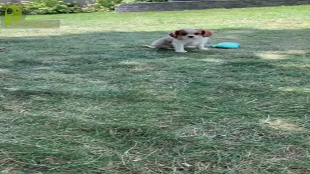 Video preview image #4 Cavalier King Charles Spaniel Puppy For Sale in WARSAW, IN, USA