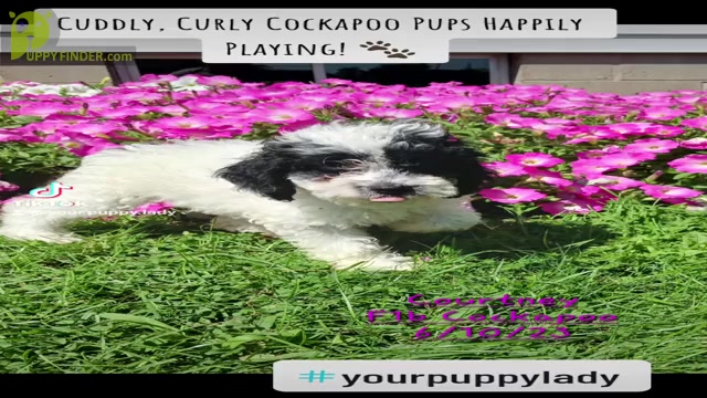 Video preview image #1 Cock-A-Poo Puppy For Sale in TOPEKA, IN, USA
