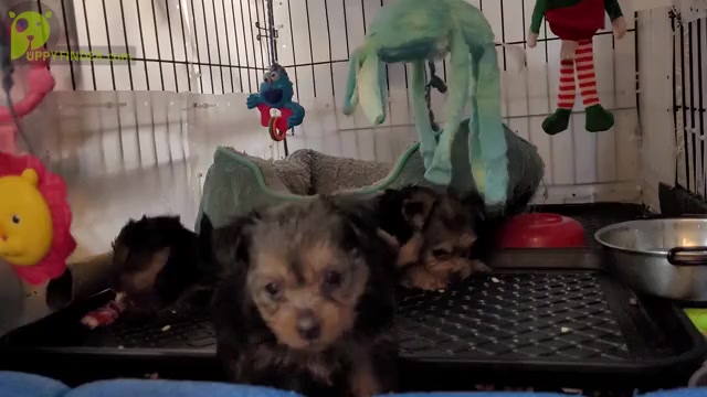 Video preview image #1 Yorkshire Terrier Puppy For Sale in AKRON, OH, USA