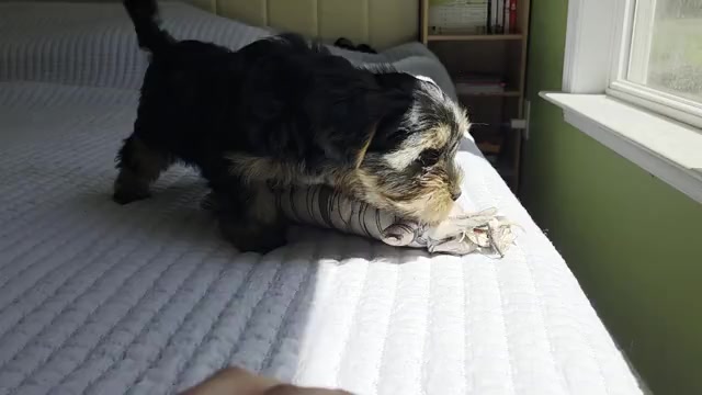 Video preview image #1 Yorkshire Terrier Puppy For Sale in RHOADESVILLE, VA, USA