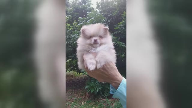 Video preview image #3 Pomeranian Puppy For Sale in WEST PALM BEACH, FL, USA