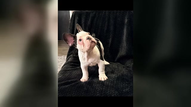 Video preview image #1 French Bulldog Puppy For Sale in FOUNTAIN CITY, IN, USA