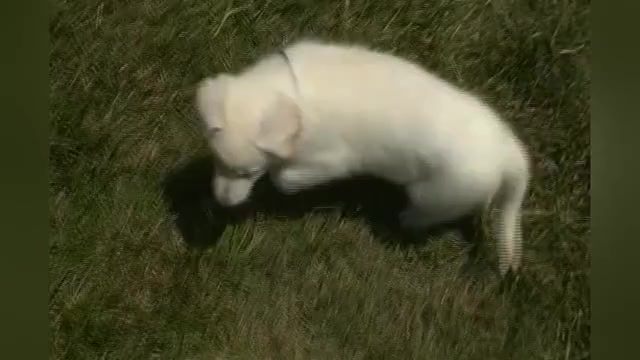 Video preview image #1 German Shepherd Dog Puppy For Sale in PIEDMONT, MO, USA