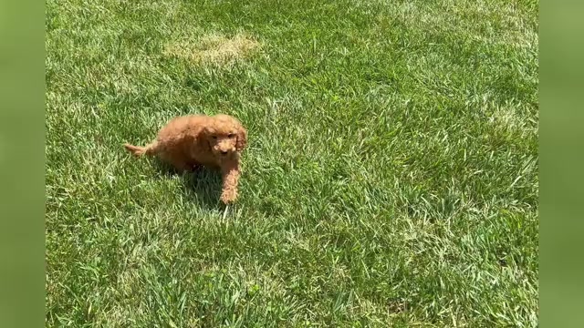 Video preview image #1 Goldendoodle (Miniature) Puppy For Sale in WARSAW, IN, USA