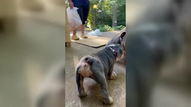 Video preview image #1 English Bulldog Puppy For Sale in CLEVELAND, NC, USA