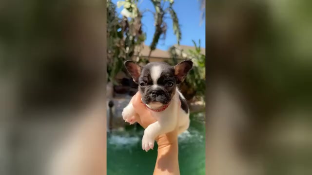 Video preview image #1 French Bulldog Puppy For Sale in DISCOVERY BAY, CA, USA