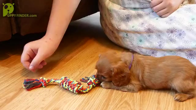 Video preview image #3 Cavalier King Charles Spaniel Puppy For Sale in MARCELLUS, MI, USA