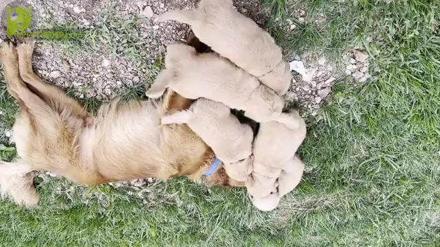 Video preview image #6 Golden Retriever Puppy For Sale in RICHLAND, MO, USA