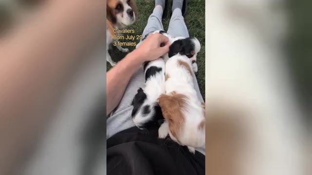 Video preview image #2 Cavalier King Charles Spaniel Puppy For Sale in GOSHEN, IN, USA