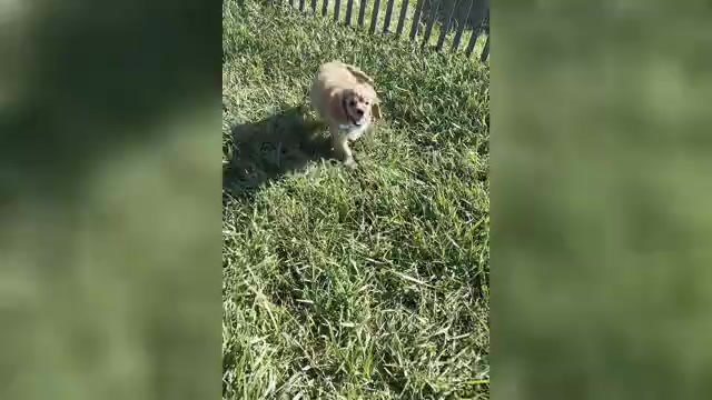 Video preview image #1 Cavapoo Puppy For Sale in WARSAW, IN, USA