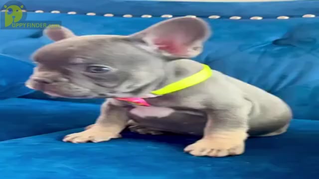 Video preview image #1 French Bulldog Puppy For Sale in HOUSTON, TX, USA