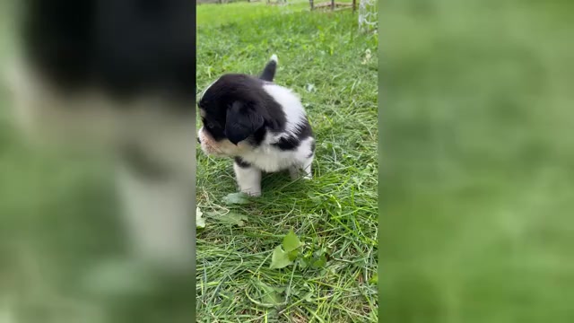 Video preview image #1 Shorgi Puppy For Sale in FAIRBANK, IA, USA
