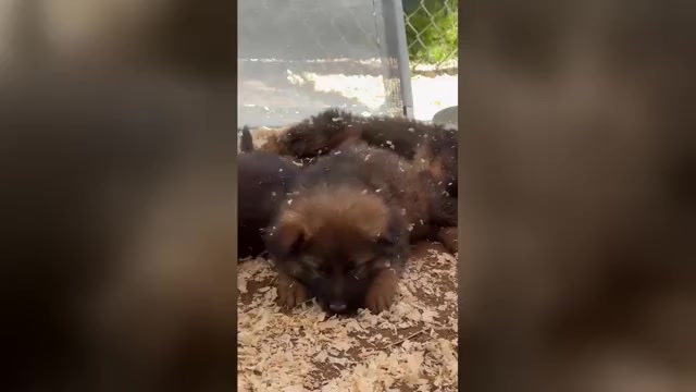 Video preview image #2 German Shepherd Dog Puppy For Sale in NEWVILLE, PA, USA