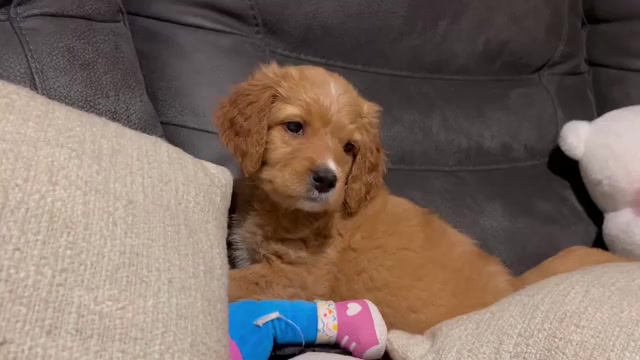 Video preview image #2 Bernedoodle Puppy For Sale in ELK GROVE, CA, USA