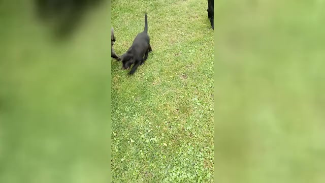 Video preview image #2 Labrador Retriever Puppy For Sale in DES MOINES, IA, USA