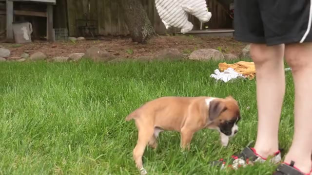 Video preview image #1 Boxer Puppy For Sale in SHIPSHEWANA, IN, USA