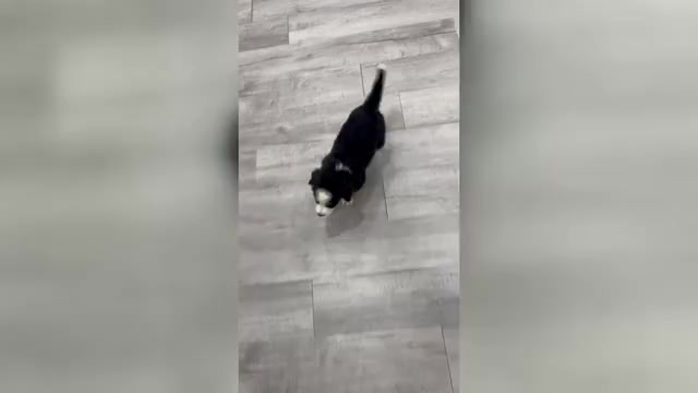 Video preview image #1 Bernese Mountain Dog Puppy For Sale in DUNDEE, OH, USA