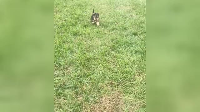 Video preview image #1 Morkie Puppy For Sale in WARSAW, IN, USA
