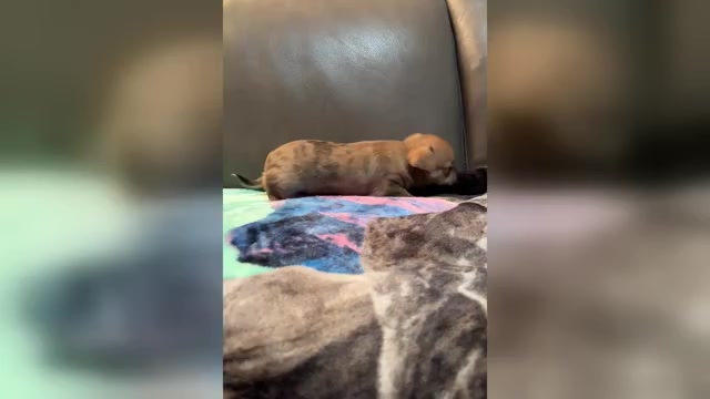 Video preview image #1 Chihuahua Puppy For Sale in TWINING, MI, USA