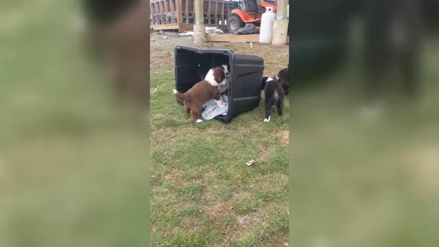 Video preview image #5 Border Collie Puppy For Sale in HARRISON, ID, USA
