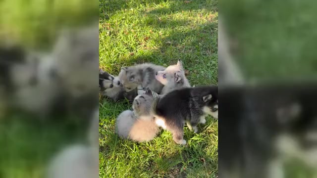 Video preview image #2 Alaskan Klee Kai-Pomsky Mix Puppy For Sale in STAPLES, MN, USA