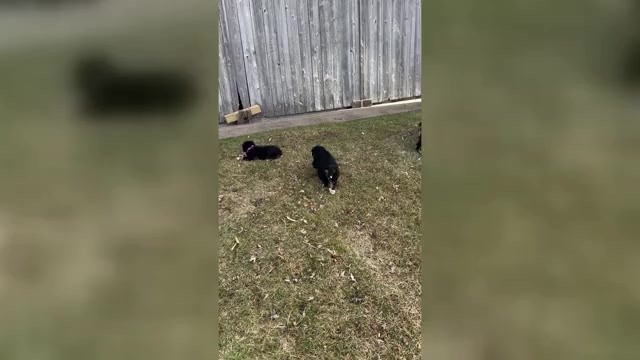 Video preview image #1 Bernese Mountain Dog Puppy For Sale in ATHENS, WI, USA