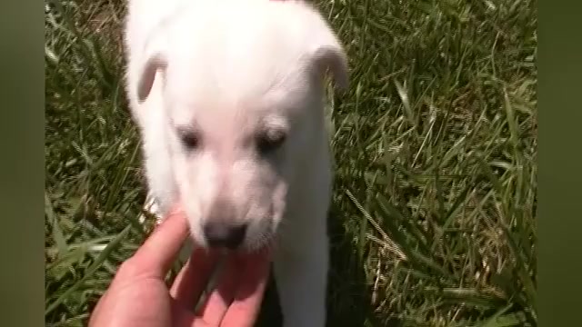 Video preview image #1 German Shepherd Dog Puppy For Sale in PIEDMONT, MO, USA